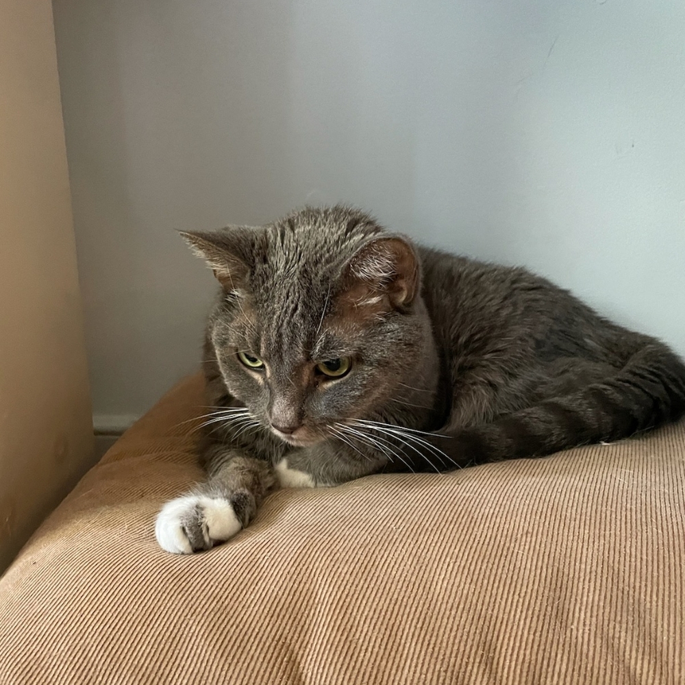 THIS CLOSET - Picture 7 of 8